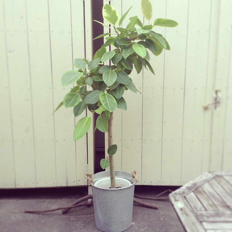 観葉植物１