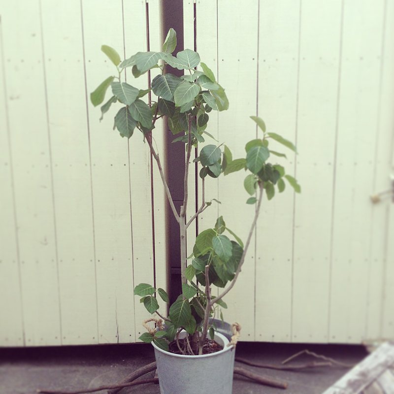観葉植物２