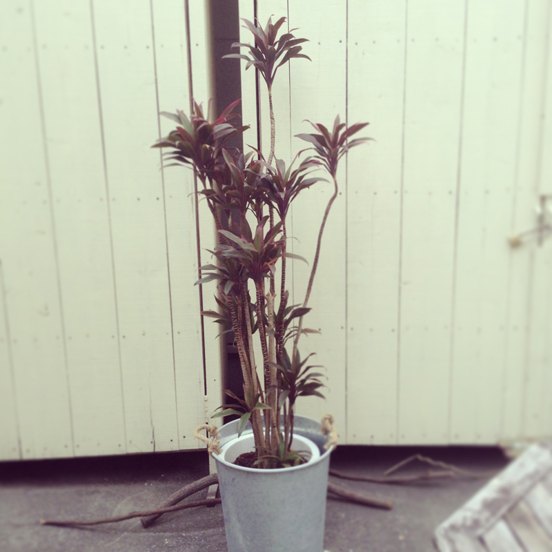 観葉植物３