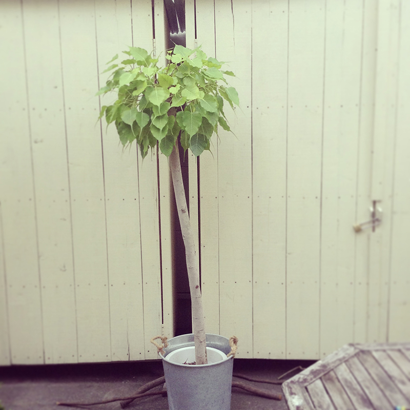 観葉植物４
